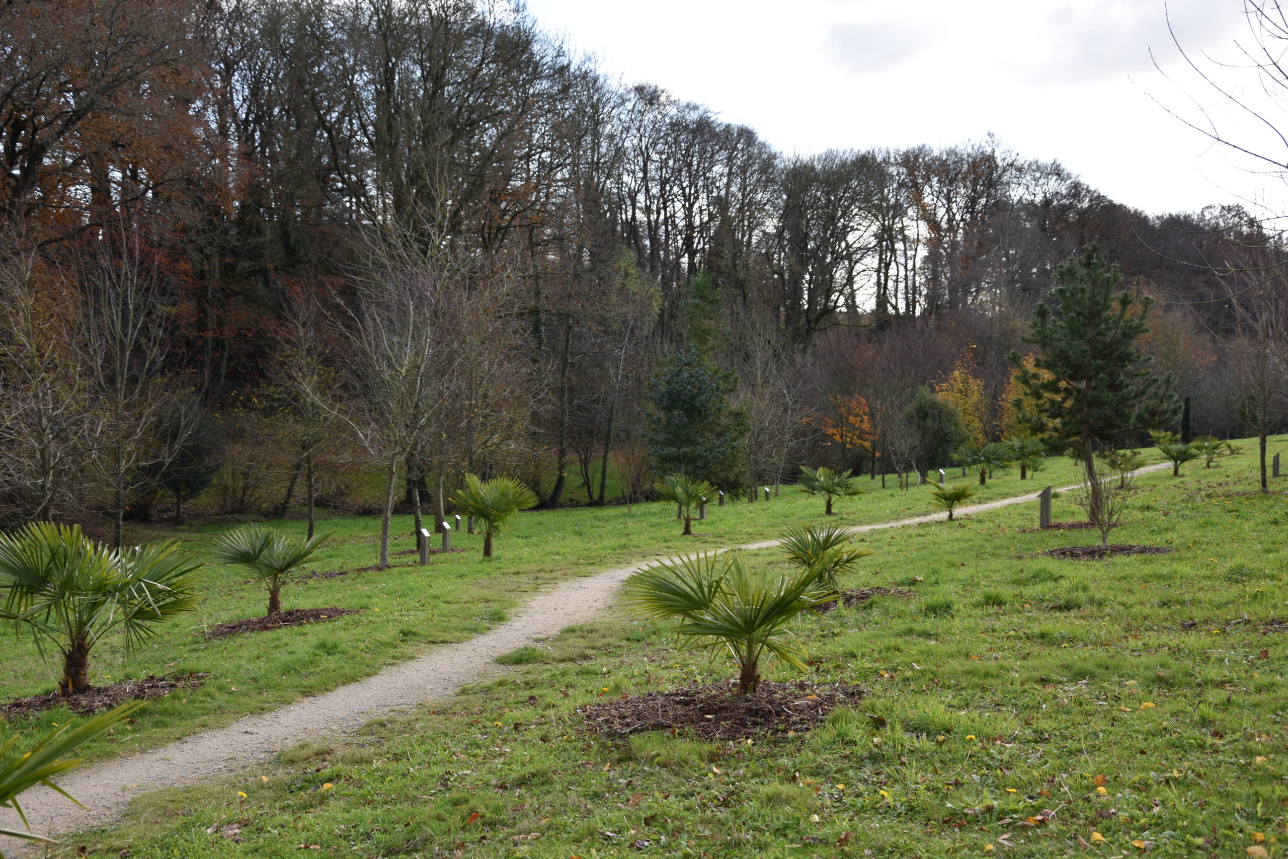 Arboretum près de l'étang du bourg de Pluméliau