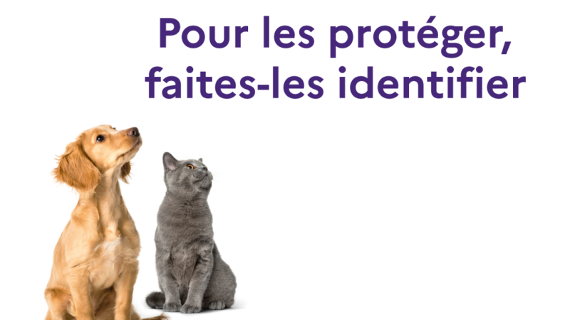 Semaine nationale de l’Identification des chiens et des chats, du 8 au 14 juin 2020
