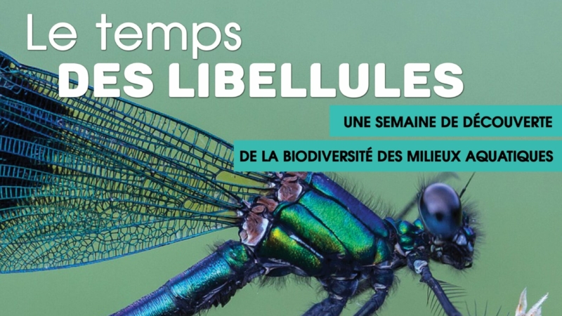 Une semaine de découverte de la biodiversité des milieux aquatiques – le temps des libellules