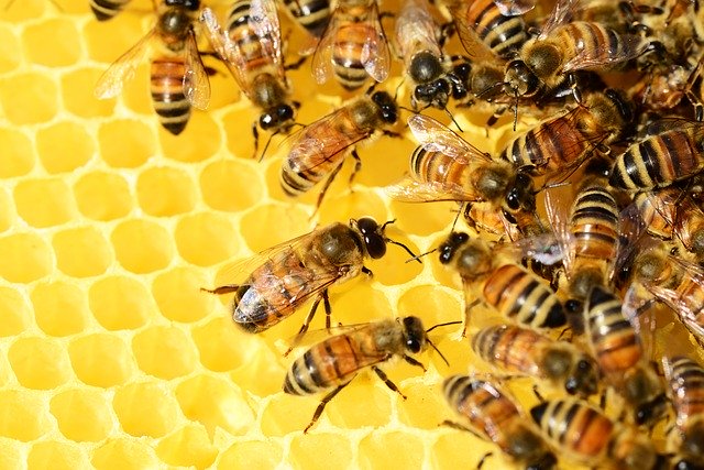 APICULTURE – Déclaration des ruchers 2021