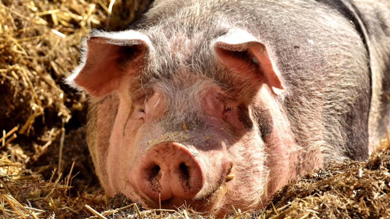 Détention de porcs par des particuliers