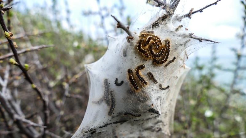 Campagne de lutte biologique contre la chenille processionnaire du chêne – 2023