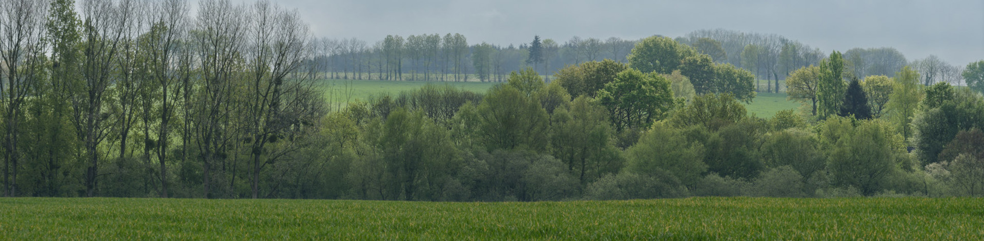 Campagne au lever du jour