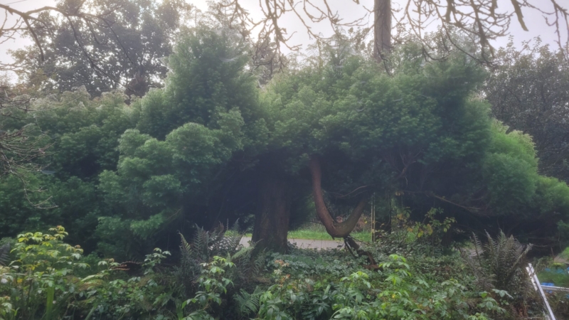 Cryptomeria avant