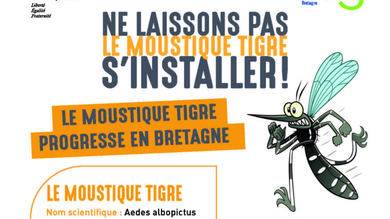 Lutte contre le moustique tigre dans le Morbihan